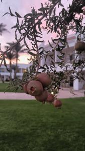 Sunrise Alma Bay Resort - 15