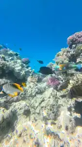 Iberotel Palace - Adults Only 16+ - 12