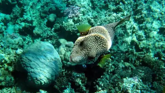 Sentido Reef Oasis Aqua Park Resort - 31