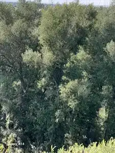 Tatarskiy etnograficheskiy kompleks Ak-Chishma Tourist base - 58