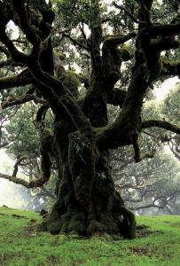 Madeira Bright Star - 3