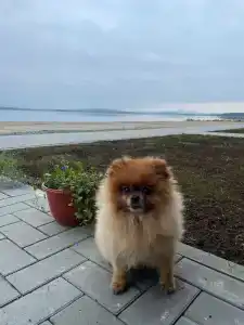 Morskaya Recreation camp - 7