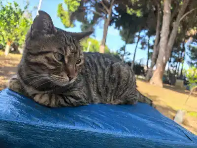 Prenses Sealine Beach - 40