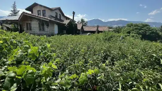 Olympos Yigit Pansiyon - 15