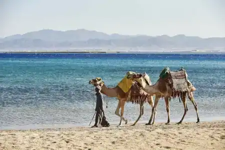 Kempinski Soma Bay - 49