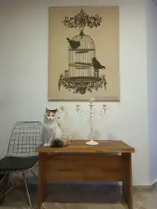 Amore Teki̇Rova - 15