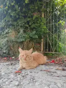 АНДАЛУСИЯ - 54