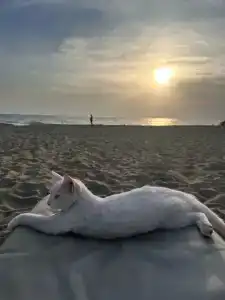 Avena Resort & Spa - 38