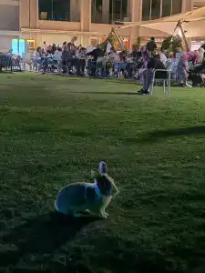 Green Nature Diamond - 35