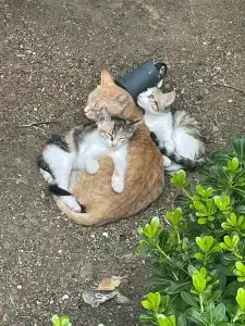 Selectum Luxury Door'a - 30