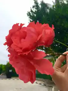 Amore Teki̇Rova - 41