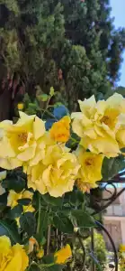 Im. Chelyuskintsev Sanatorium - 37