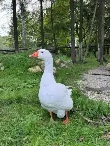 База отдыха Дубки - 59