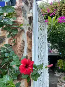 Lemon Villa - Adult Only - 24