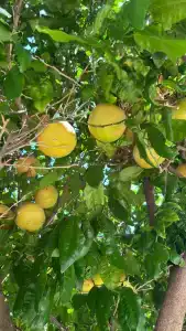 Tekirova Millennium - 25