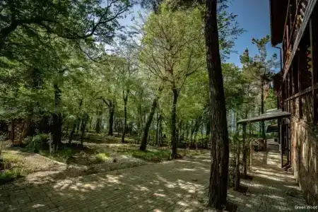 Green Wood - 25