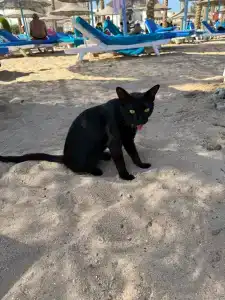 Marlin Inn Azur Resort - 23