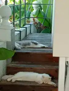 Odeon Guest House - 37