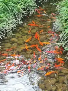 Meryan - Ultra All Inclusive - 34