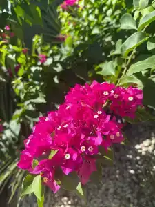 Sailor's Beach Club - 22