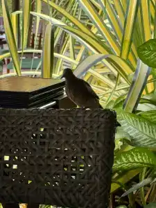 Constance Ephelia, Mahe - 36