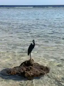 Tamra Beach Resort - 9