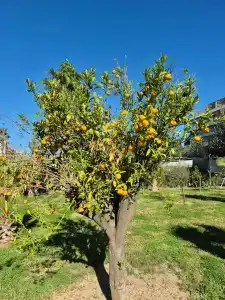 Belek Beach Resort - 37