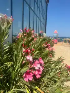 ОАЗИС домики - 15