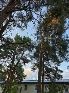 Chernichnyi Bereg - 32