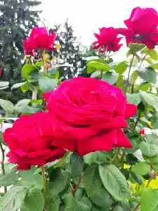 Sindika Spa-Hotel - 18