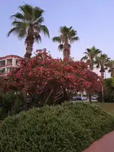 Kleopatra Royal Palm - 12