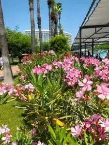 Crystal Centro Pearl Collection - Ultimate All Inclusive - 50