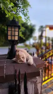 Kleopatra Royal Palm - 15