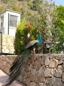 Sunland Resort Beldibi - 35