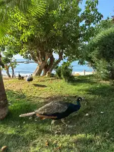 Long Beach Harmony - 28