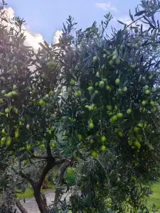 Richmond Ephesus Resort - All Inclusive - 33