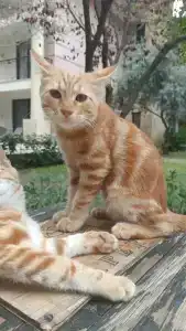 Champion Holiday Village - 26