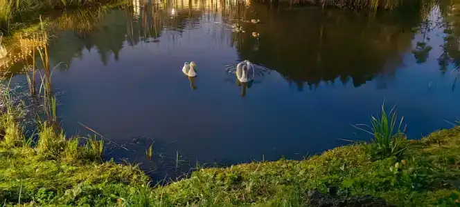 Glintwood Recreation Center - 19