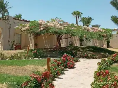 Parrotel Beach Resort - 11