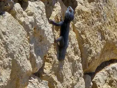 Long Beach Harmony - 95