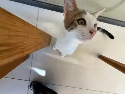 Regia Mare Beach Bodrum - 49