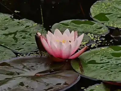 Eco Park Tourist base - 64