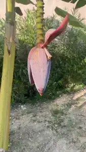 The Grand Blue Sky International - All Inclusive - 88