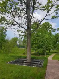 Berezinskaya Dubrava - 23