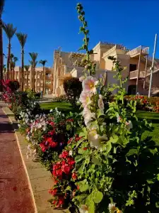 Beach Albatros Resort - 68