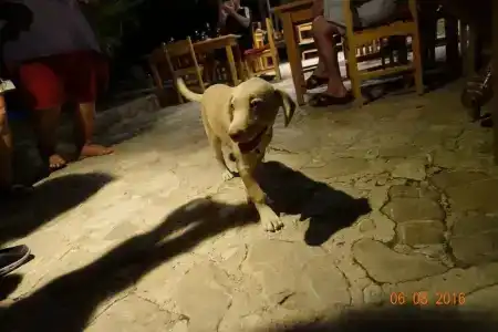 Olympos Yigit Pansiyon - 30