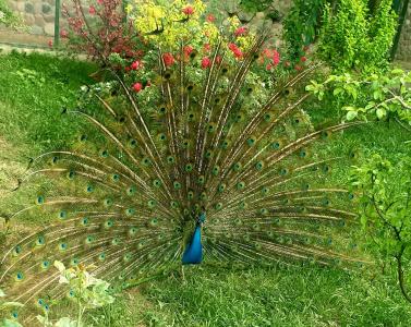 Shik Village Resort & Spa - 14