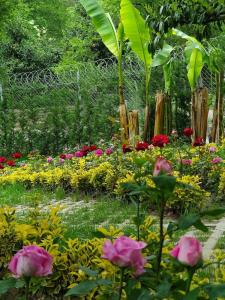 Kadifeli Konak & Bungalow(Kadifeli Konak Boutique) - 15