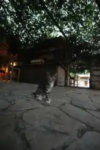 Olympos Yigit Pansiyon - 12