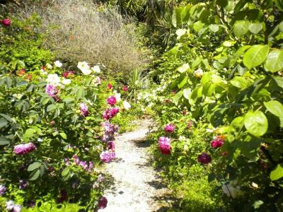 La Gallina Felice B&B - 3
